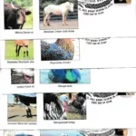 2021 Heritage Breeds Stamps