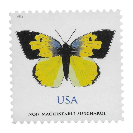 California Dogface Butterfly