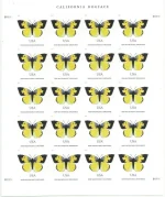California Dogface Butterfly