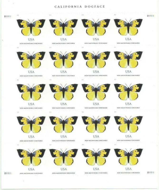 California Dogface Butterfly