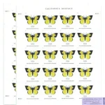 California Dogface Butterfly