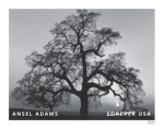 Ansel Adams Framed Stamps